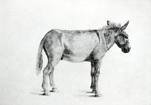 Burro 1766